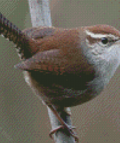 California Wren Diamond Painting