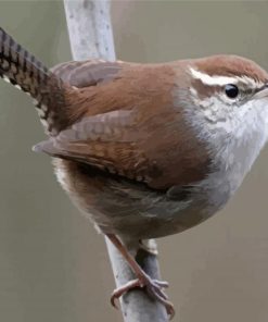 California Wren Diamond Painting