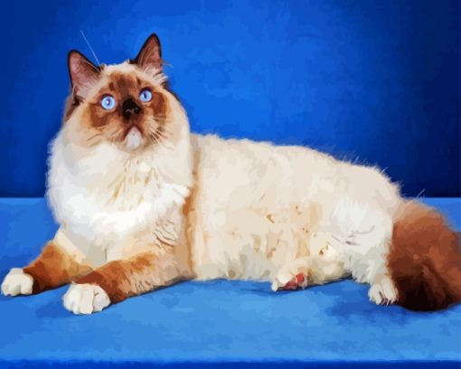 Cool Ragdoll Cat Diamond Painting