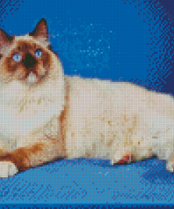 Cool Ragdoll Cat Diamond Painting