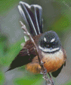 Cute New Zealand Fantail Diamond Painting