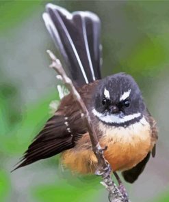 Cute New Zealand Fantail Diamond Painting