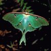 Luna Moth Diamond Painting