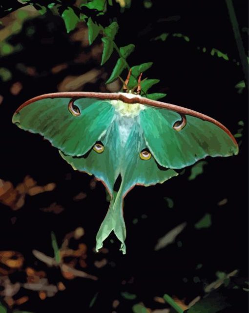 Luna Moth Diamond Painting