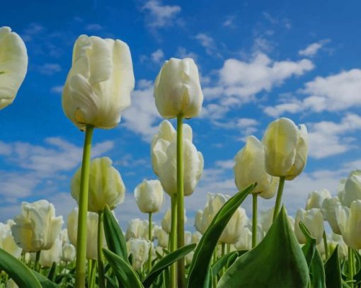 White Tulips Diamond Painting