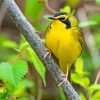 Yellow Kentucky Warbler Diamond Painting