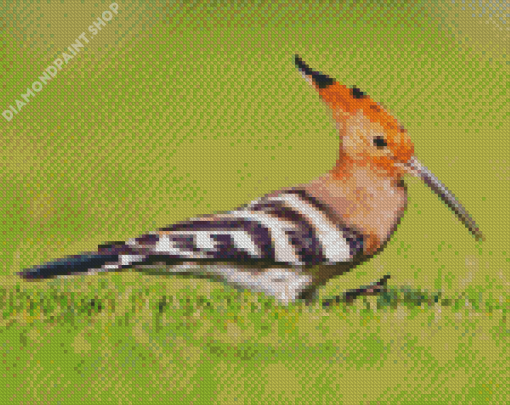 Aesthetic The Hoopoe Diamond Painting