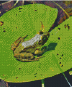 Frog On Water Lily Pad Diamond Painting