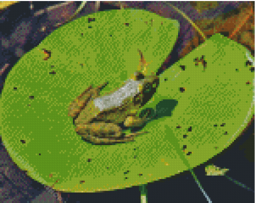 Frog On Water Lily Pad Diamond Painting