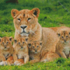 Lioness And Cubs Animals Diamond Painting