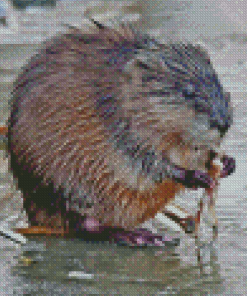 Muskrat Animal Diamond Painting