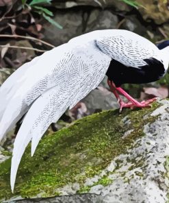 Silver Pheasant Diamond Painting