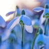 Snowdrops Flowers Plant Diamond Painting