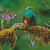 The Quetzal Bird Diamond Painting