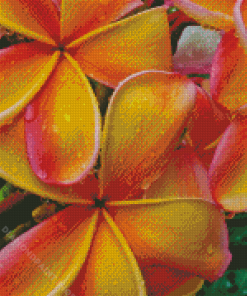 Water Drops On Orange Plumeria Diamond Painting