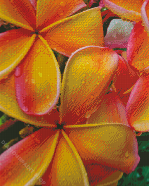 Water Drops On Orange Plumeria Diamond Painting