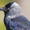 Western Jackdaw Diamond Painting