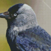 Western Jackdaw Diamond Painting