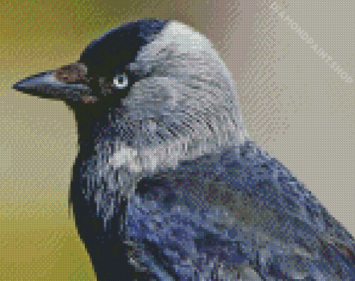 Western Jackdaw Diamond Painting