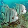 Aesthetic Atlantic Spadefish Diamond Painting