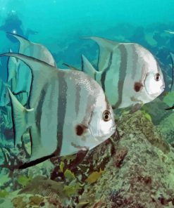 Aesthetic Atlantic Spadefish Diamond Painting