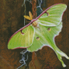 Aesthetic Luna Moth Diamond Painting