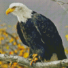 Bald Eagle Diamond Painting