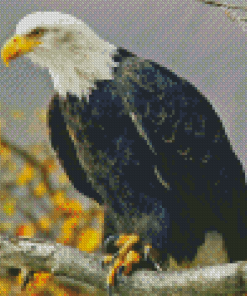 Bald Eagle Diamond Painting