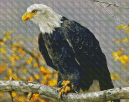 Bald Eagle Diamond Painting