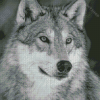 Aesthetic White And Grey Wolf Diamond Painting