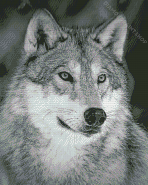 Aesthetic White And Grey Wolf Diamond Painting