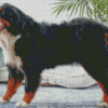 Bernese Mountain Dog Diamond Painting