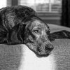 Black And White Plott Hound Diamond Painting