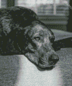 Black And White Plott Hound Diamond Painting