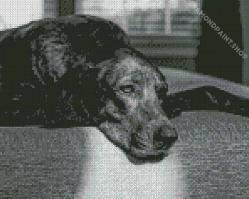 Black And White Plott Hound Diamond Painting