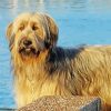 Blond Briard Dog Diamond Painting