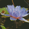 Blue Waterlily Diamond Painting