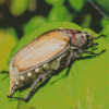 Close Up Scarab Insect Diamond Painting