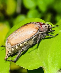 Close Up Scarab Insect Diamond Painting