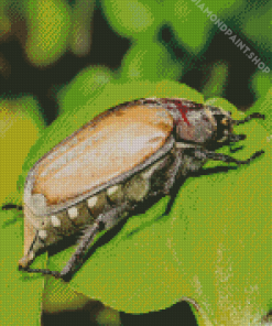 Close Up Scarab Insect Diamond Painting