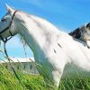 White Horse With Mini Aussie Dog Diamond Painting