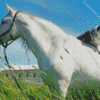 White Horse With Mini Aussie Dog Diamond Painting