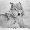 White And Grey Wolf Diamond Painting