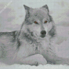 White And Grey Wolf Diamond Painting