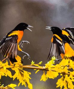 Baltimore Oriole Birds Diamond Painting