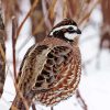 Bobwhite Quail In Snow Diamond Painting