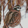 Bobwhite Quail In Snow Diamond Painting