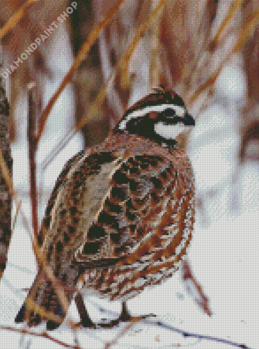 Bobwhite Quail In Snow Diamond Painting