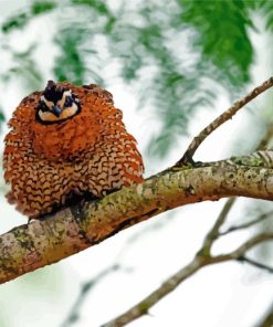 Bobwhite Quail On Tree Branch Diamond Painting