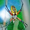 Golden Garden Spider Diamond Painting